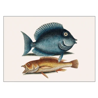 Poster Mark Catesby Tang fish 70x100 cm-2