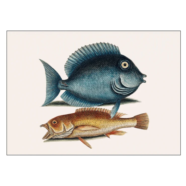 Poster Mark Catesby Tang fish 70x100 cm-0