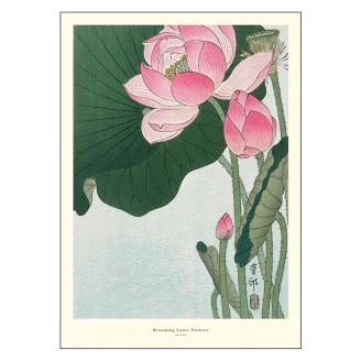 Poster A.P. Atelier Blooming Lotus Flowers 30x40 cm