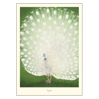 Poster A.P. Atelier Peacock 30x40 cm