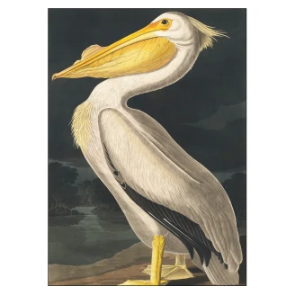 Poster John James Audubon American White Pelican 30x40 cm-2