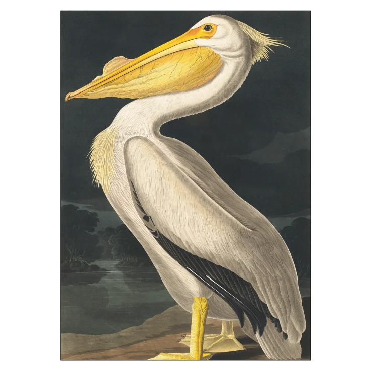 Poster John James Audubon American White Pelican 30x40 cm-0