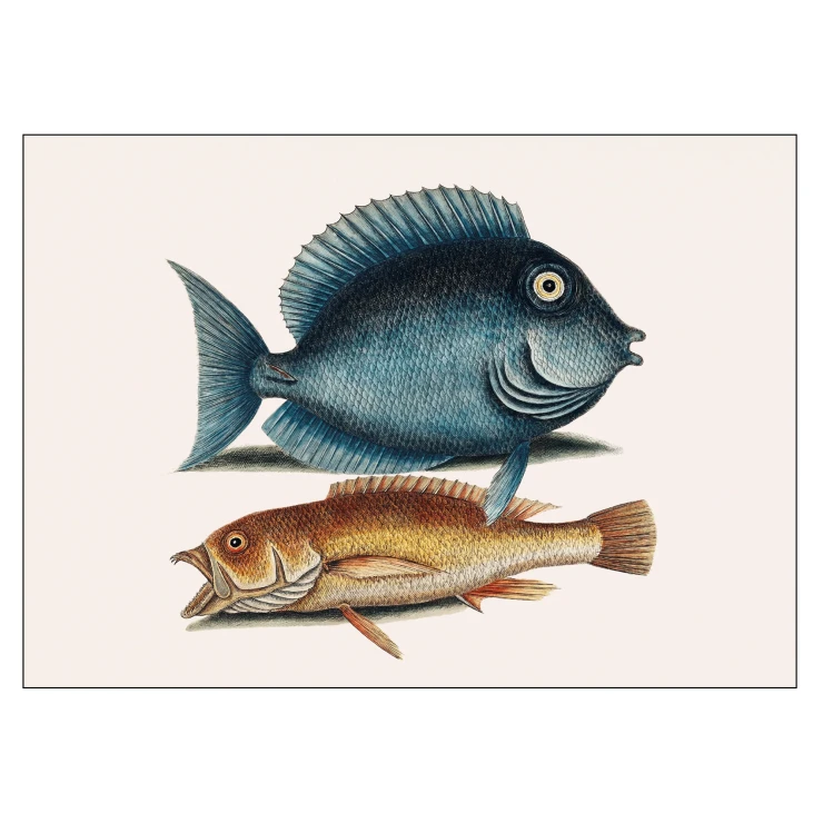 Poster Mark Catesby Tang fish 50x70 cm-0