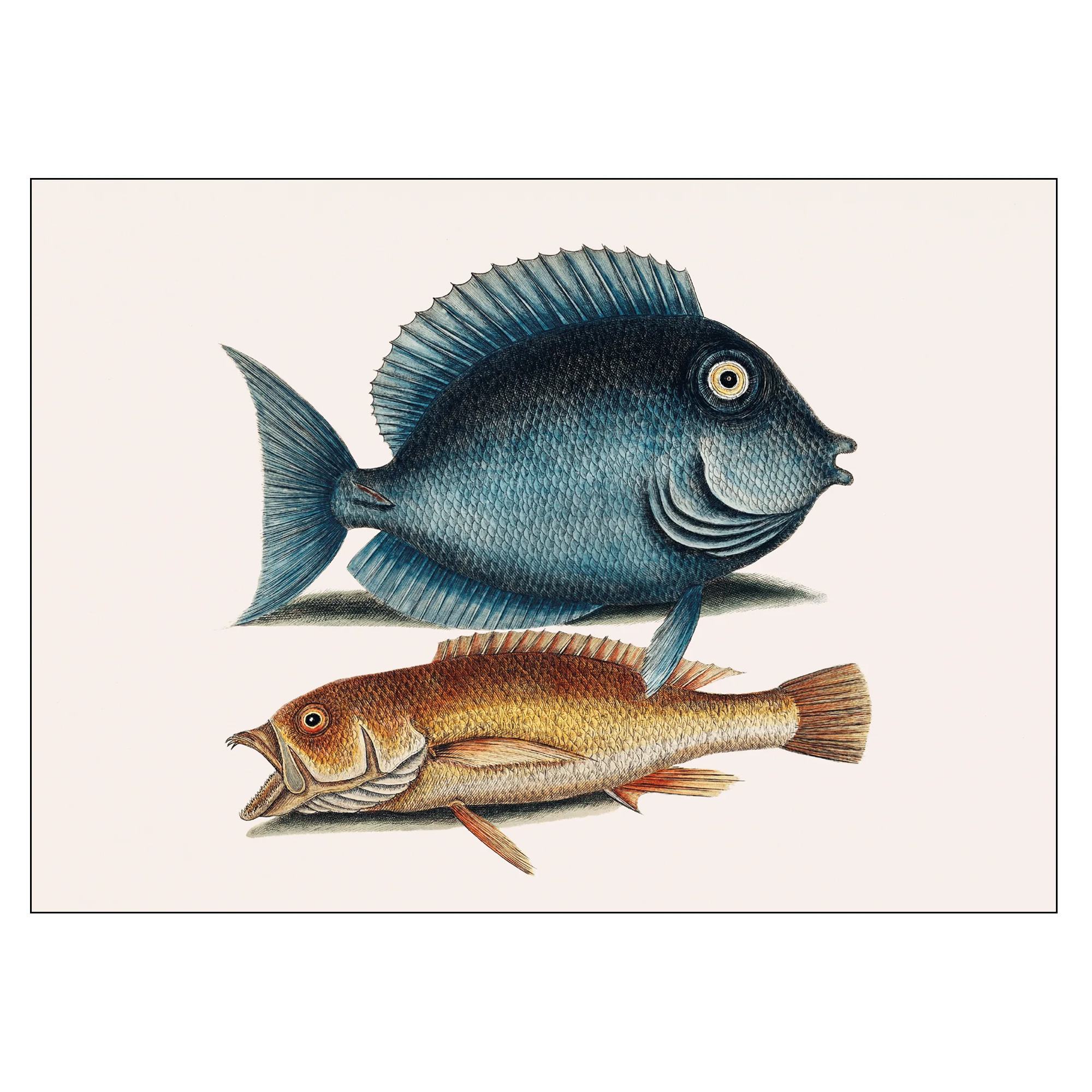 Poster Mark Catesby Tang fish 100x140 cm