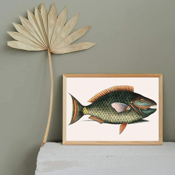 Poster Mark Catesby Parrot Fish 50x70 cm-0