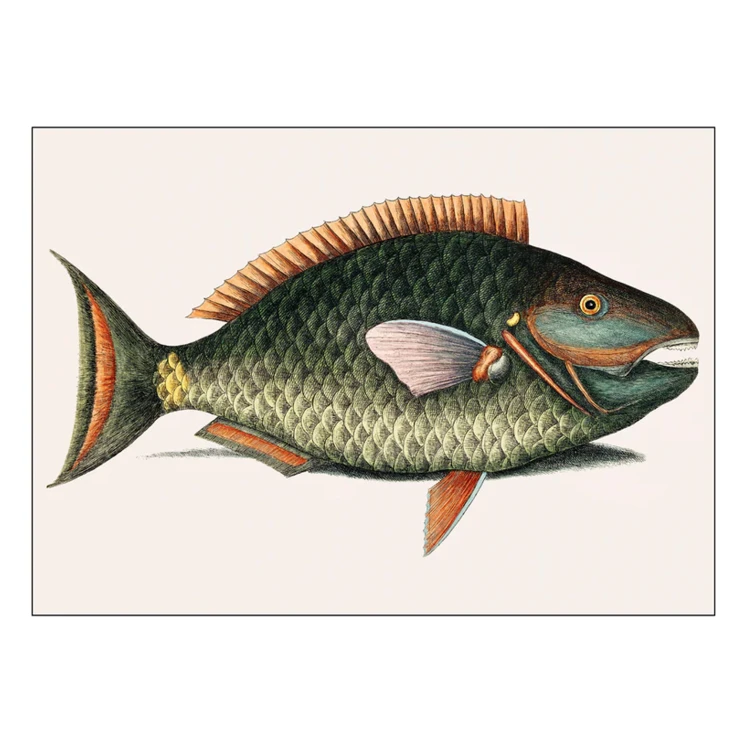 Poster Mark Catesby Parrot Fish 70x100 cm-0