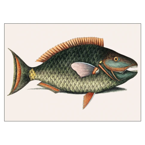 inpf0165-poster-mark-catesby-parrot-fish-100x140-cm-485x485 