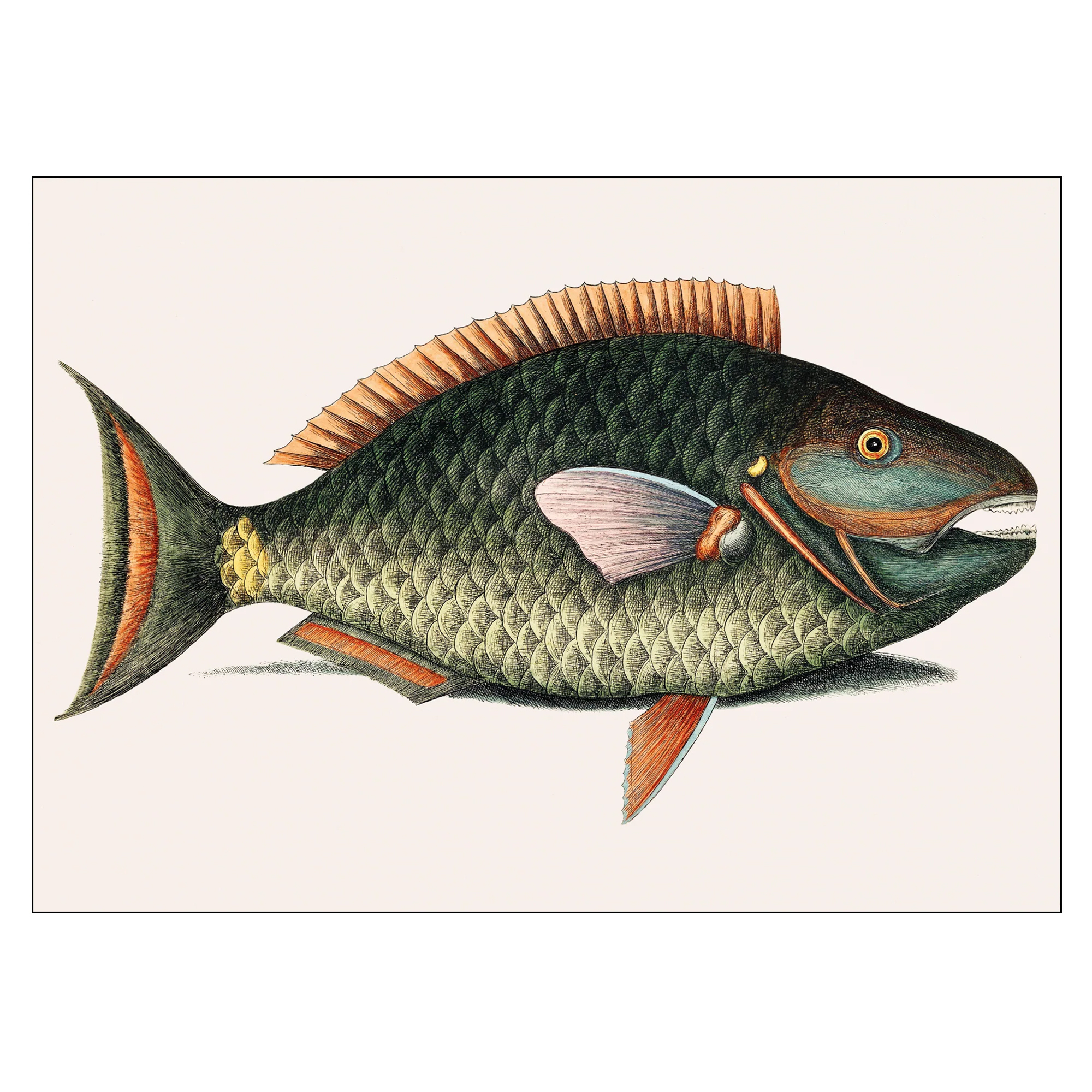 Poster Mark Catesby Parrot Fish 100x140 cm