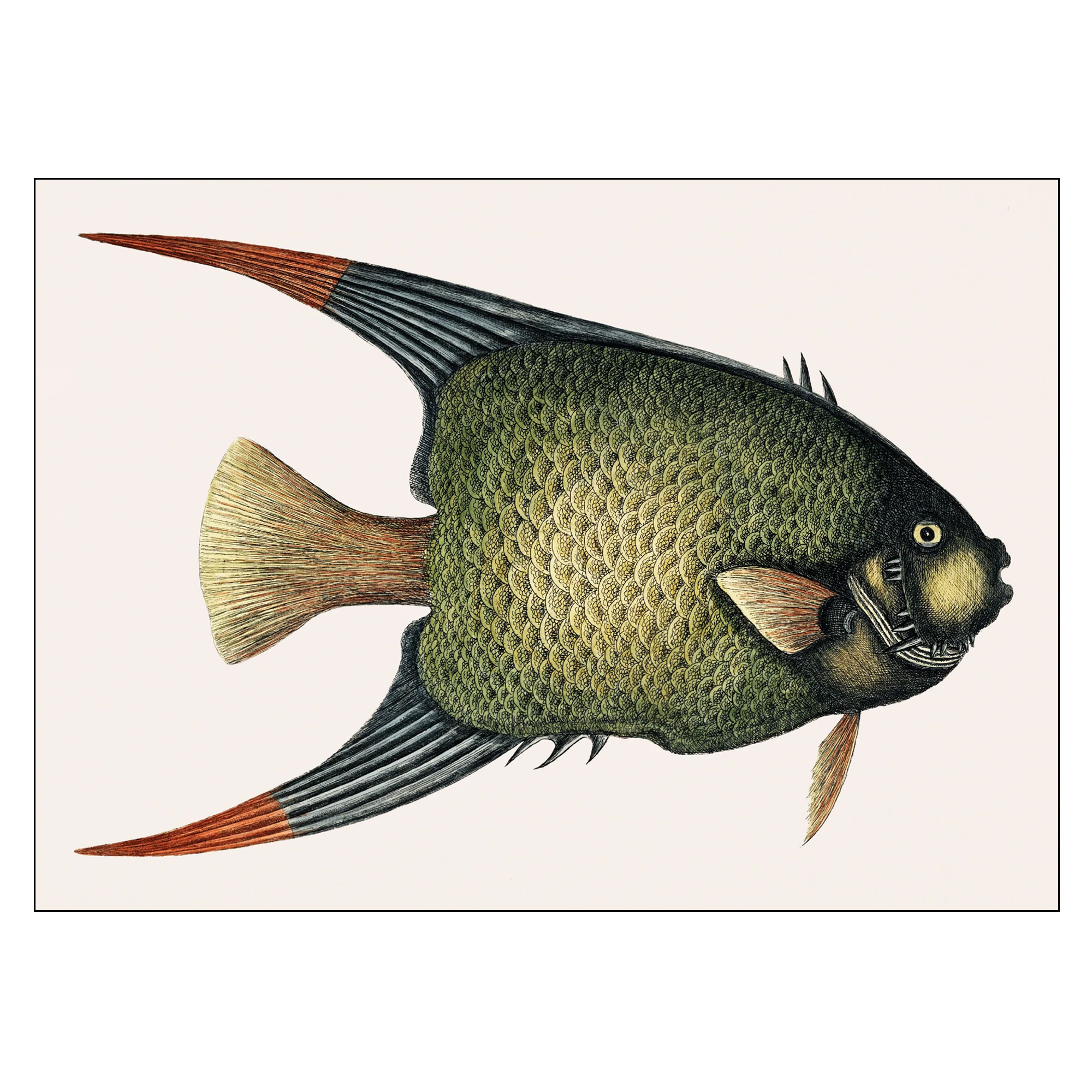 Poster Mark Catesby Angel Fish 100x140 cm