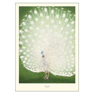 Poster A.P. Atelier Peacock 70x100 cm-2