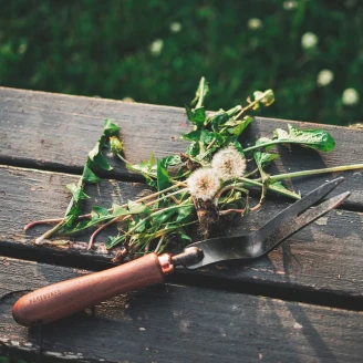 Barebones Mælkebøttejern <strong>Wildhaven</strong> Sort